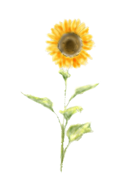 【素材＊material】向日葵＊sunflower　PNG透過済み