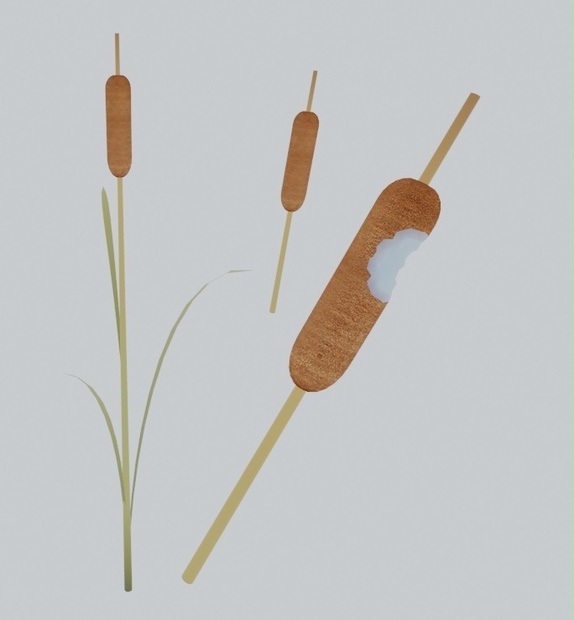 Cattail