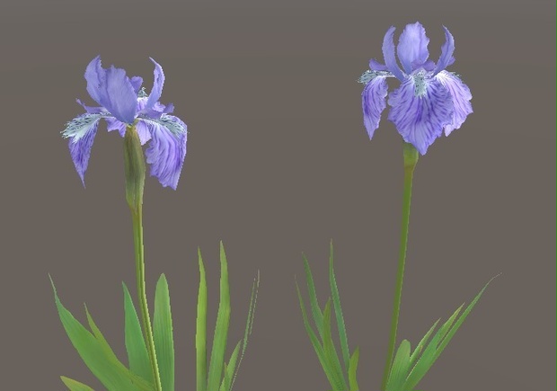 「イチハツ」【3Dモデル】