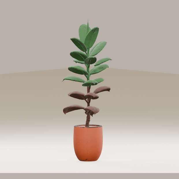 【3Dモデル】観葉植物 / rubber plant ゴムの木（OBJ・LWO）