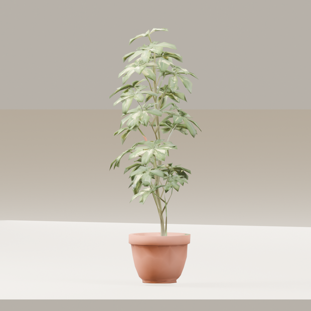 【3Dモデル】観葉植物 / シェフレラ（schefflera_arboricola）（OBJ・LWO）