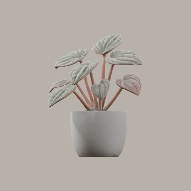 【3Dモデル】観葉植物 / ペペロミア・カペラータ（peperomia_caperata）（OBJ・LWO）