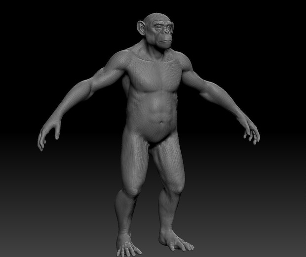 【ZBrush】チンパンジー　スカルプトデータ