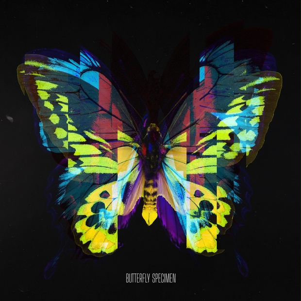 チョウの標本 - Bitplane's Booth - BOOTH