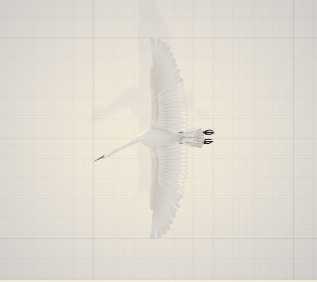3d   鳥