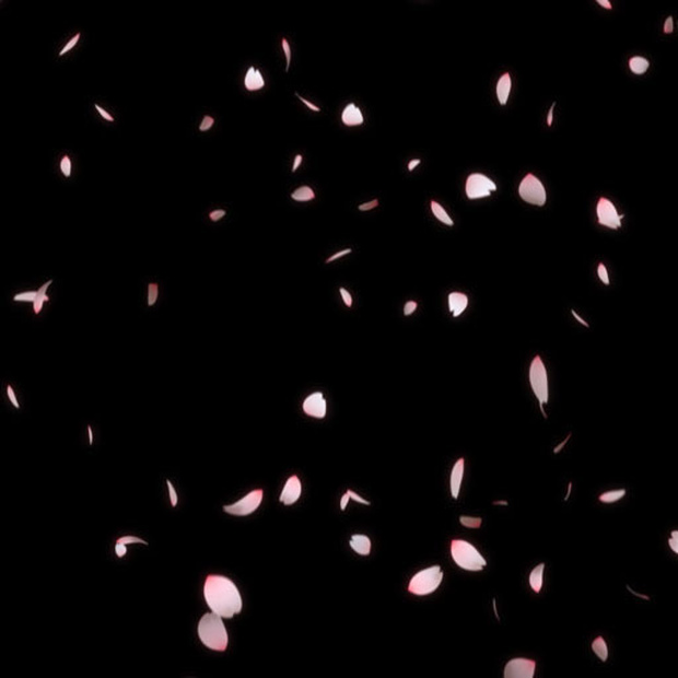 【素材屋 蛇藤】無料映像素材│桜・桜吹雪・桜の花びらが降り注ぐ
