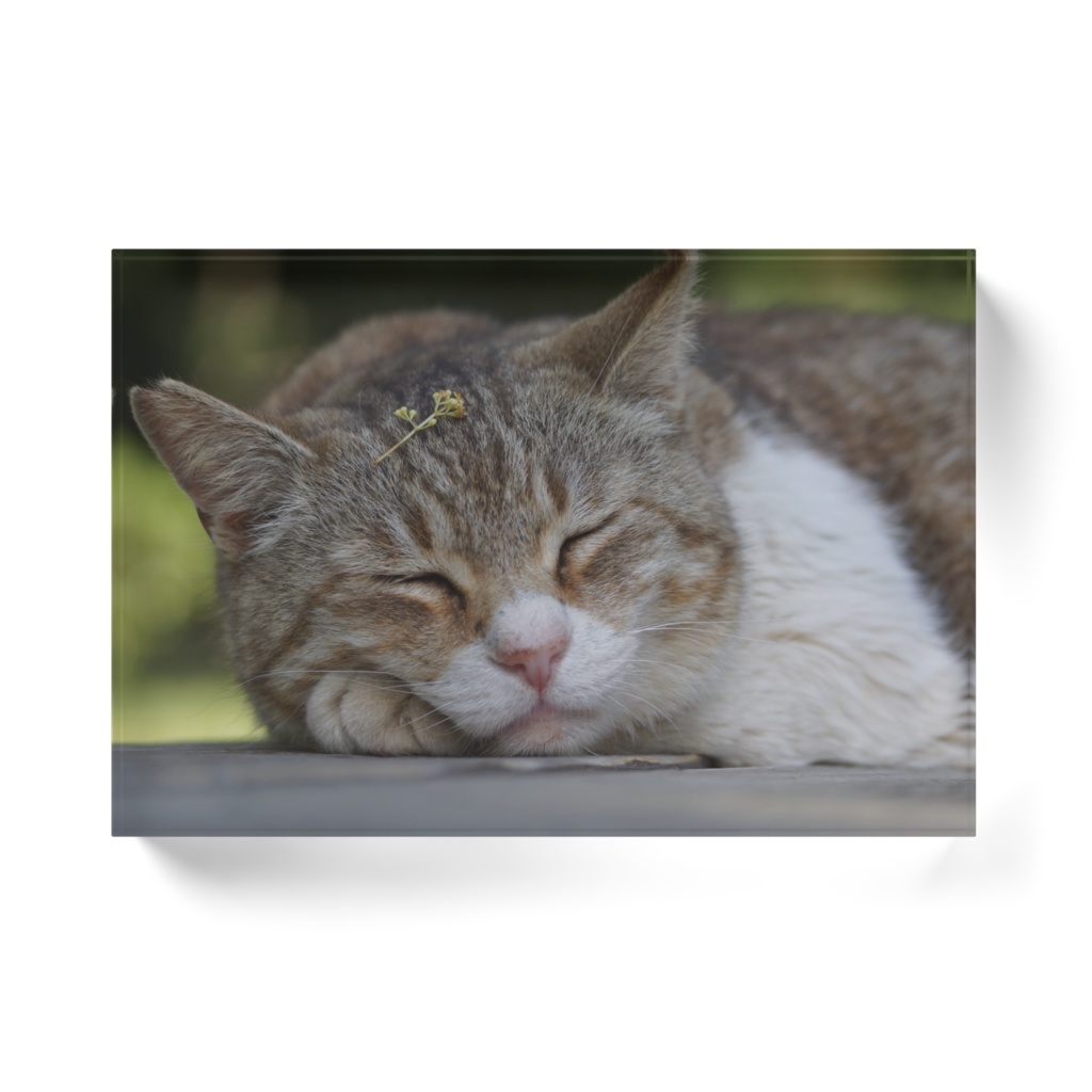 居眠りにゃんこ