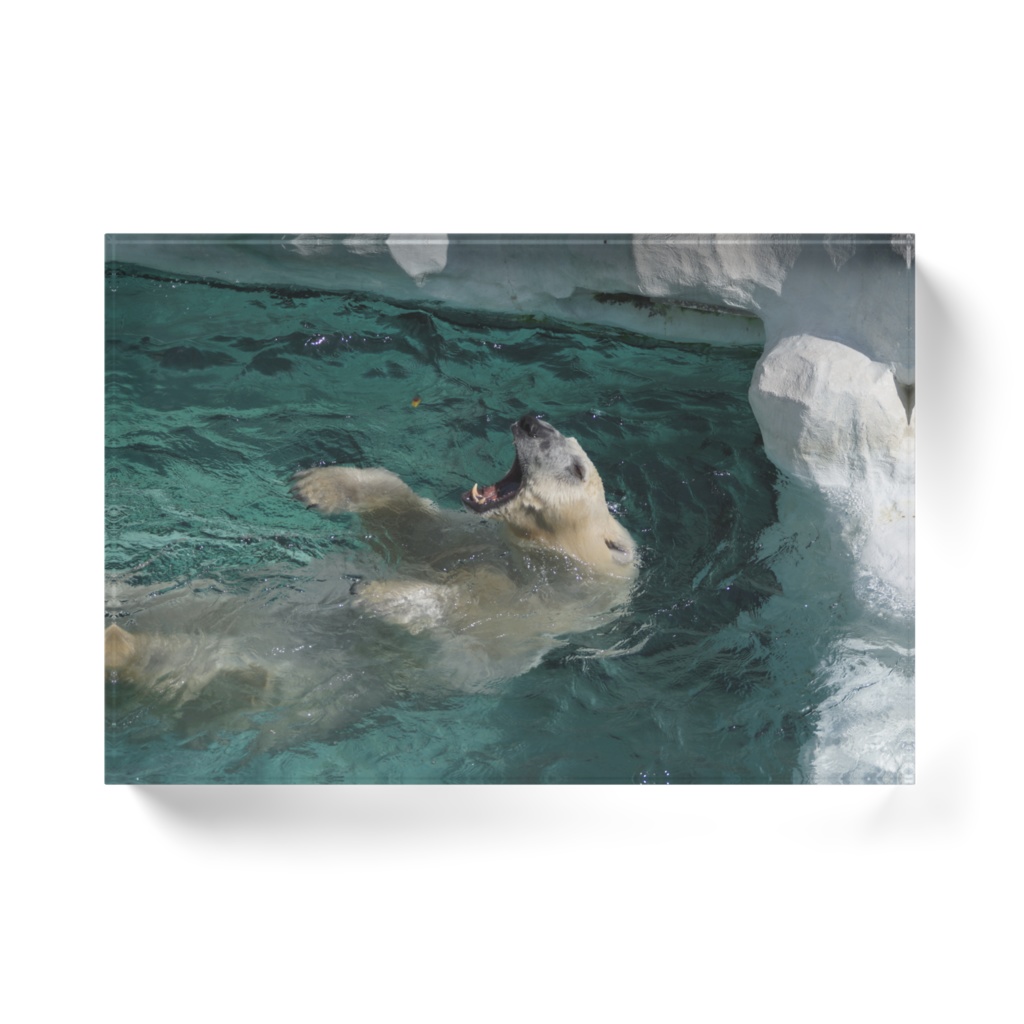 シロクマあ~ん(プール)