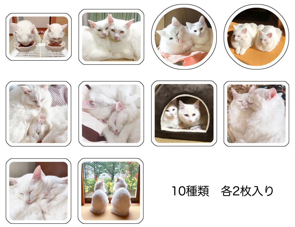 きょうだい猫のなかよシール