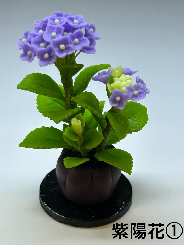 紫陽花鉢植え