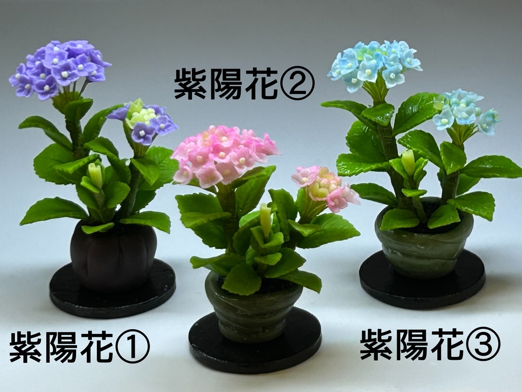 紫陽花鉢植え