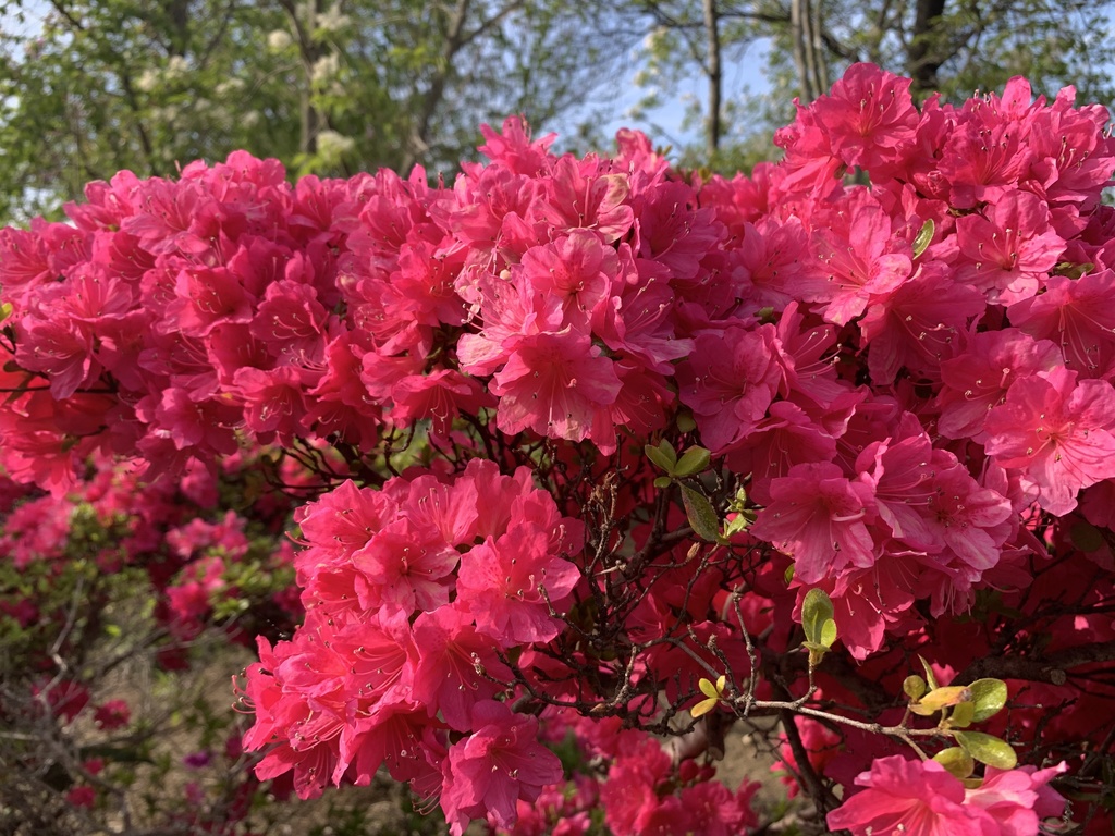 夢荘1周年尾かぐしっぽアクキー