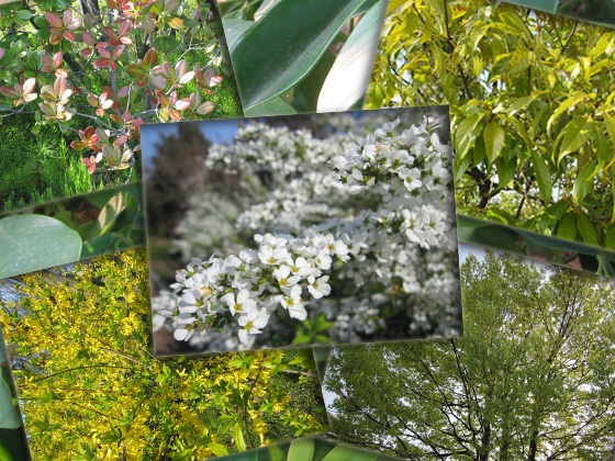 花葉っぱなどその他　写真素材