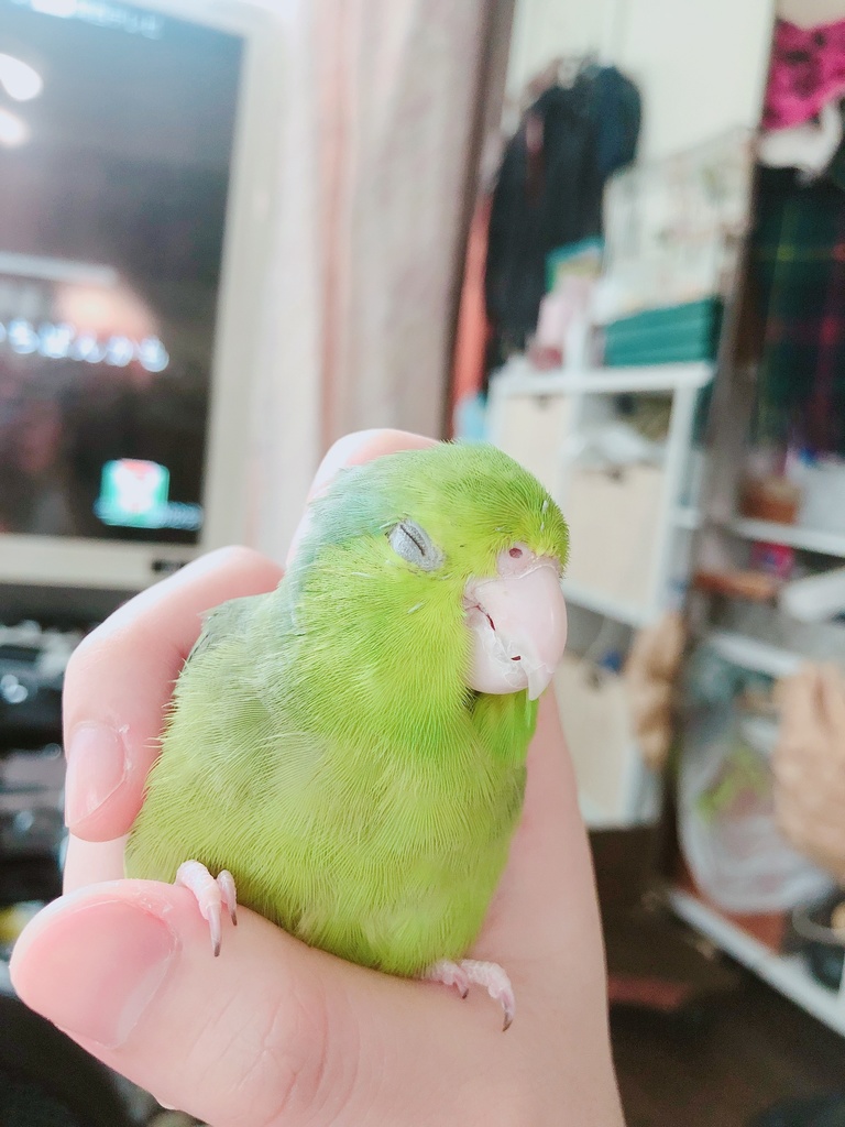 マメルリハまみれ✽マグカップ