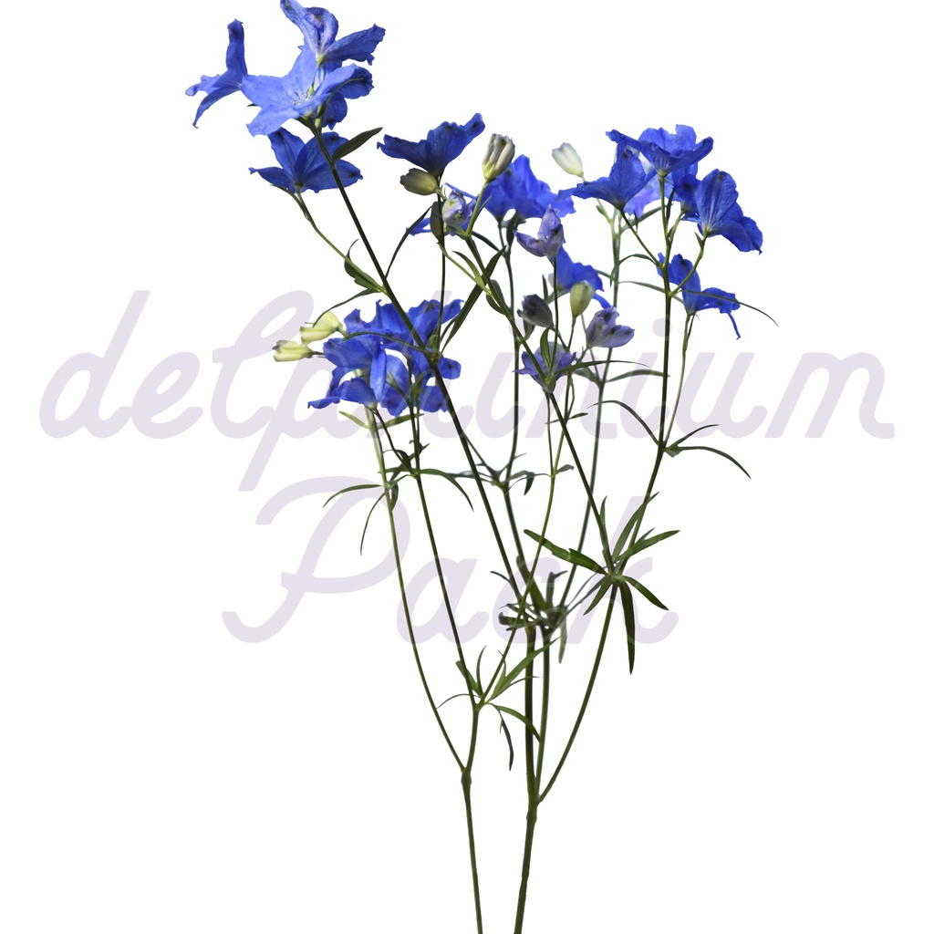 Delphinium Pack【デルフィニウム】