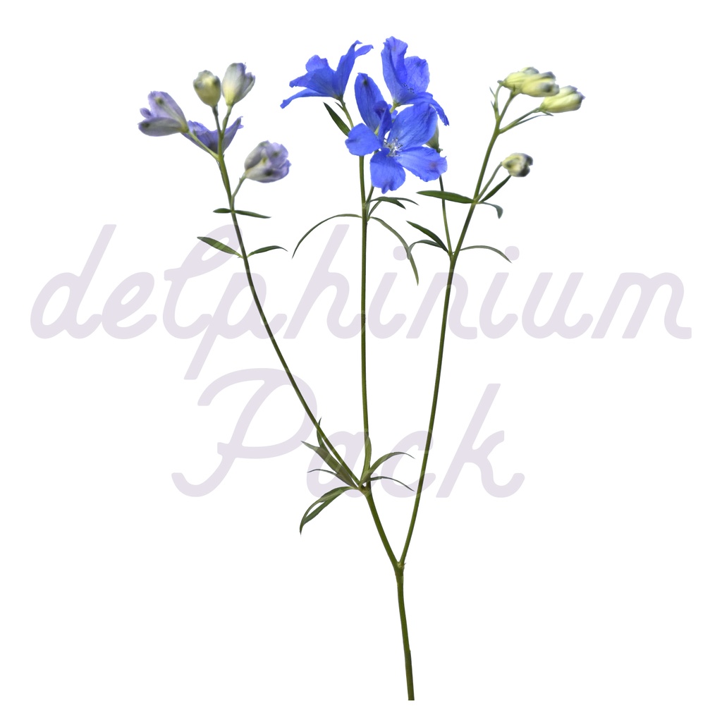 Delphinium Pack【デルフィニウム】