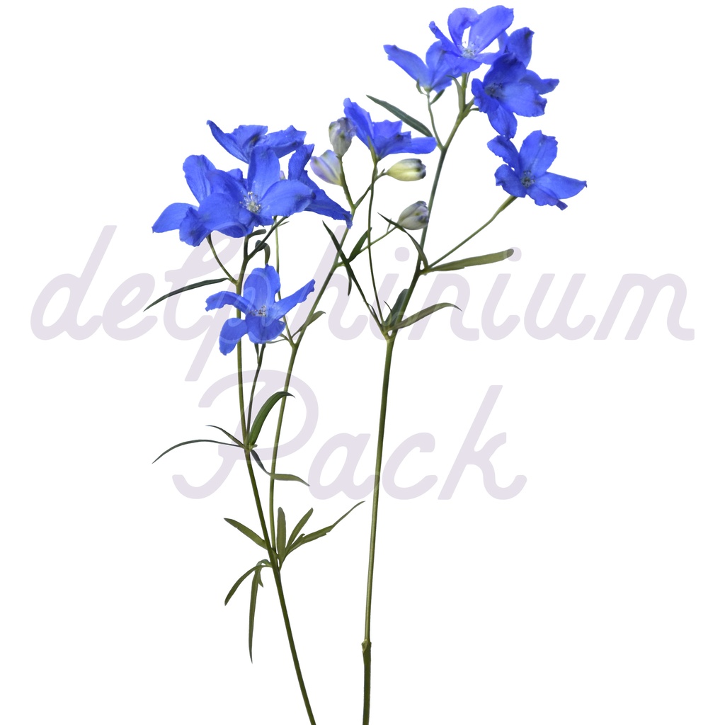 Delphinium Pack【デルフィニウム】