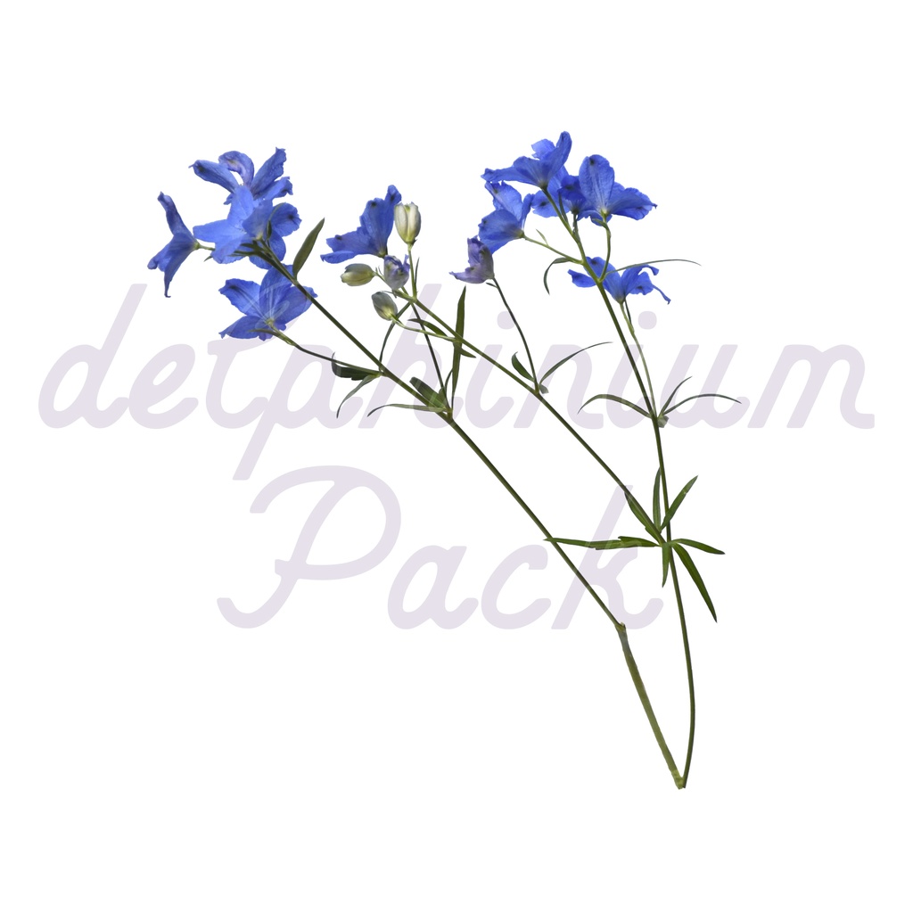 Delphinium Pack【デルフィニウム】