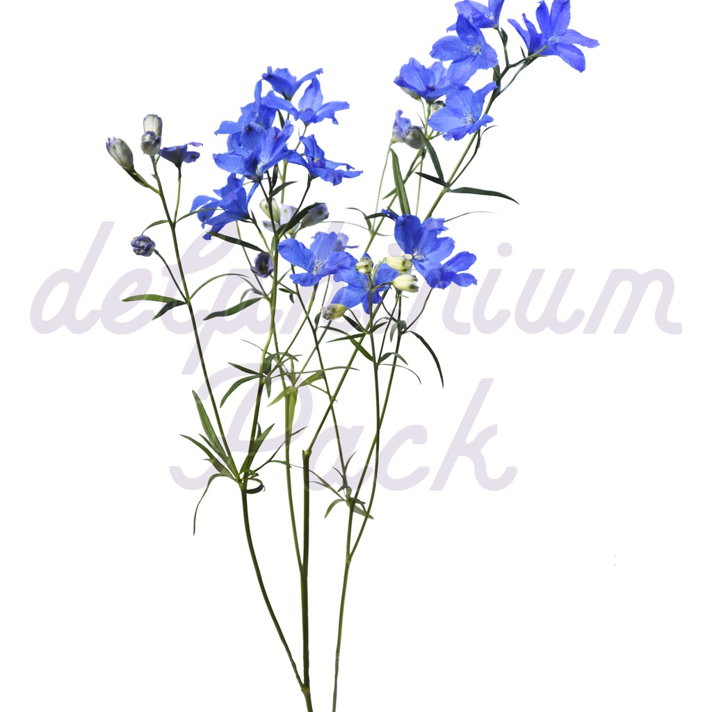 Delphinium Pack【デルフィニウム】
