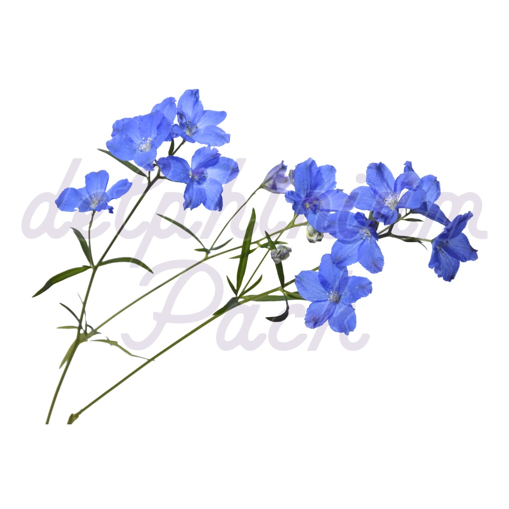 Delphinium Pack【デルフィニウム】
