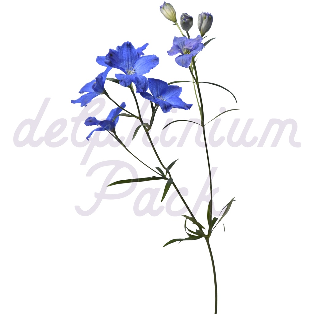 Delphinium Pack【デルフィニウム】