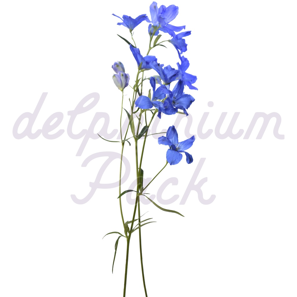 Delphinium Pack【デルフィニウム】
