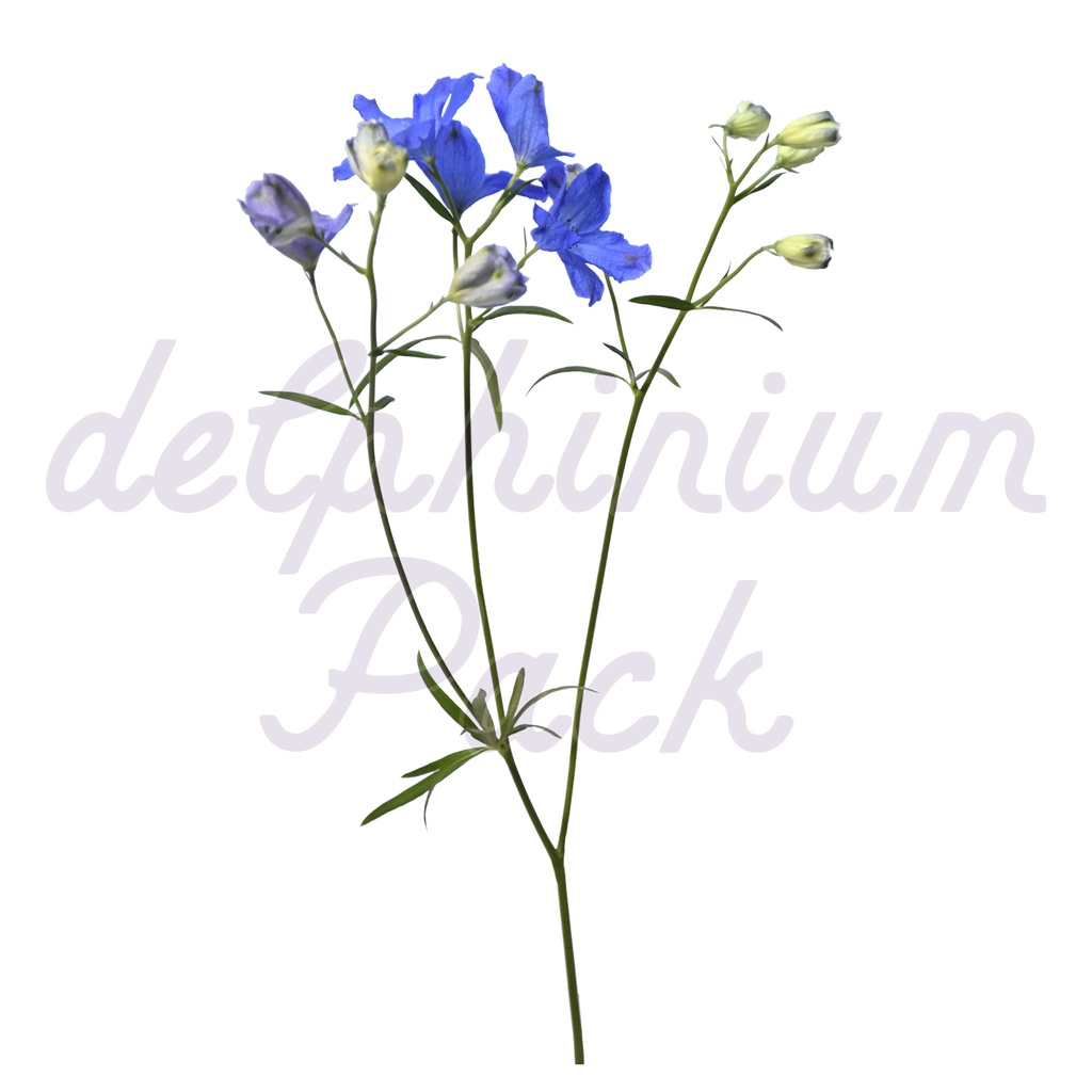Delphinium Pack【デルフィニウム】