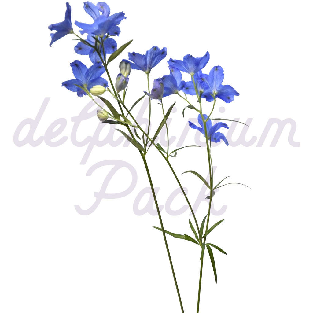 Delphinium Pack【デルフィニウム】