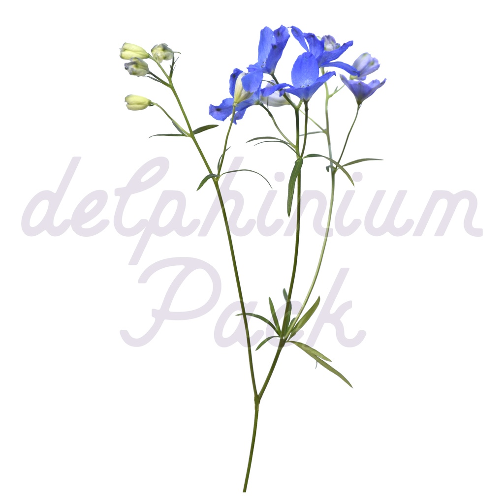 Delphinium Pack【デルフィニウム】