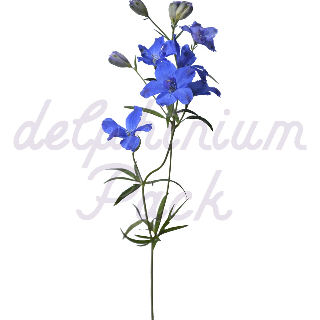 Delphinium Pack【デルフィニウム】