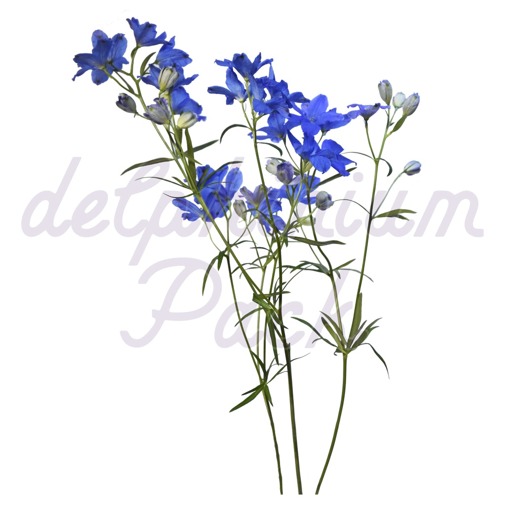 Delphinium Pack【デルフィニウム】