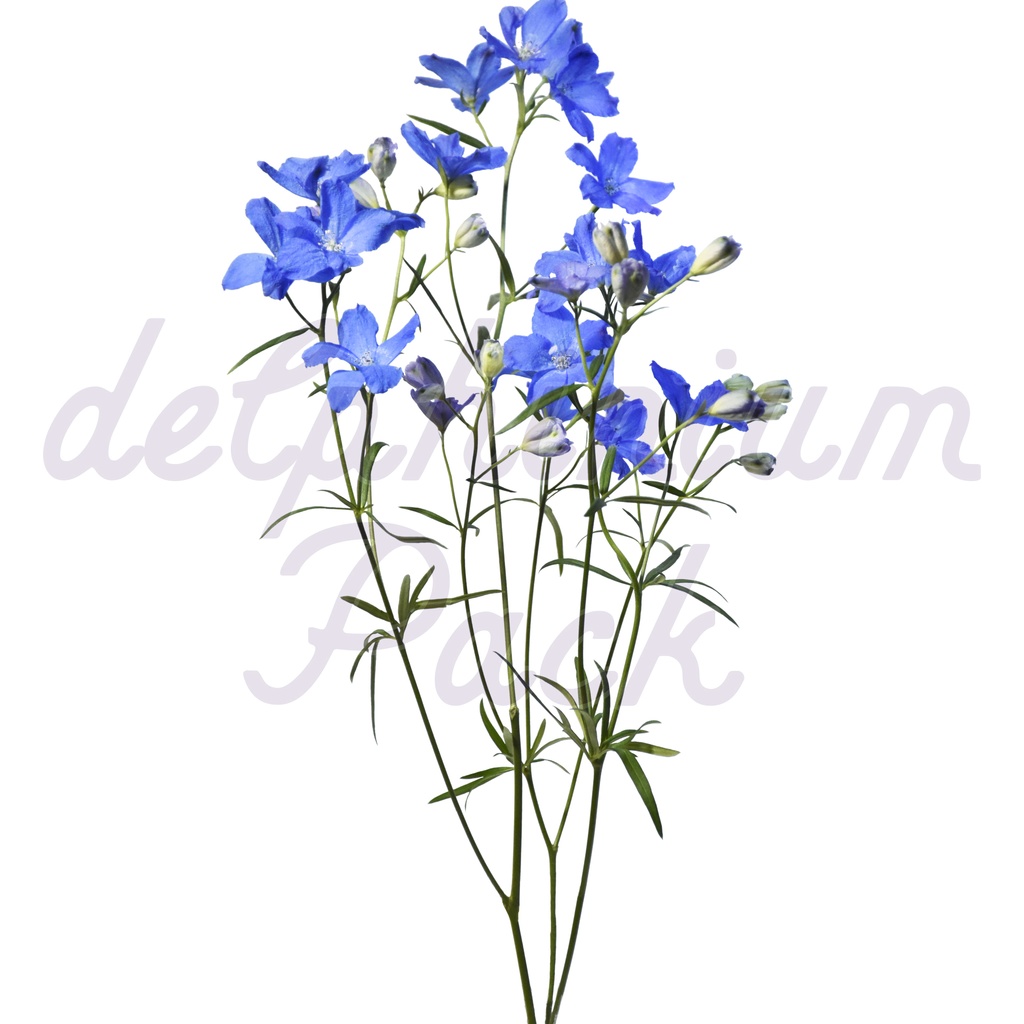 Delphinium Pack【デルフィニウム】