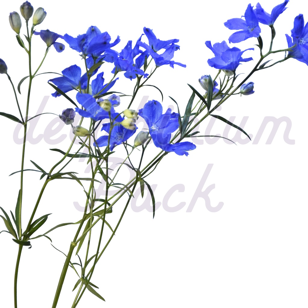 Delphinium Pack【デルフィニウム】