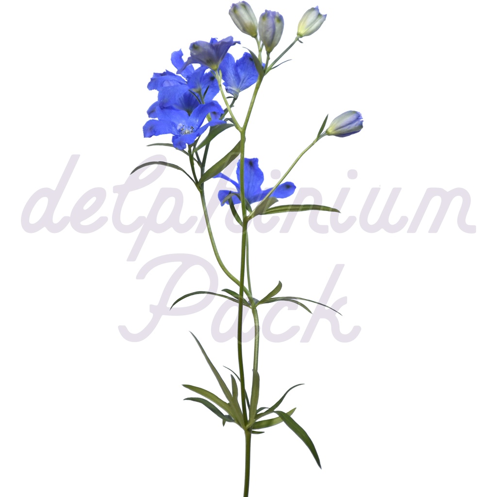 Delphinium Pack【デルフィニウム】