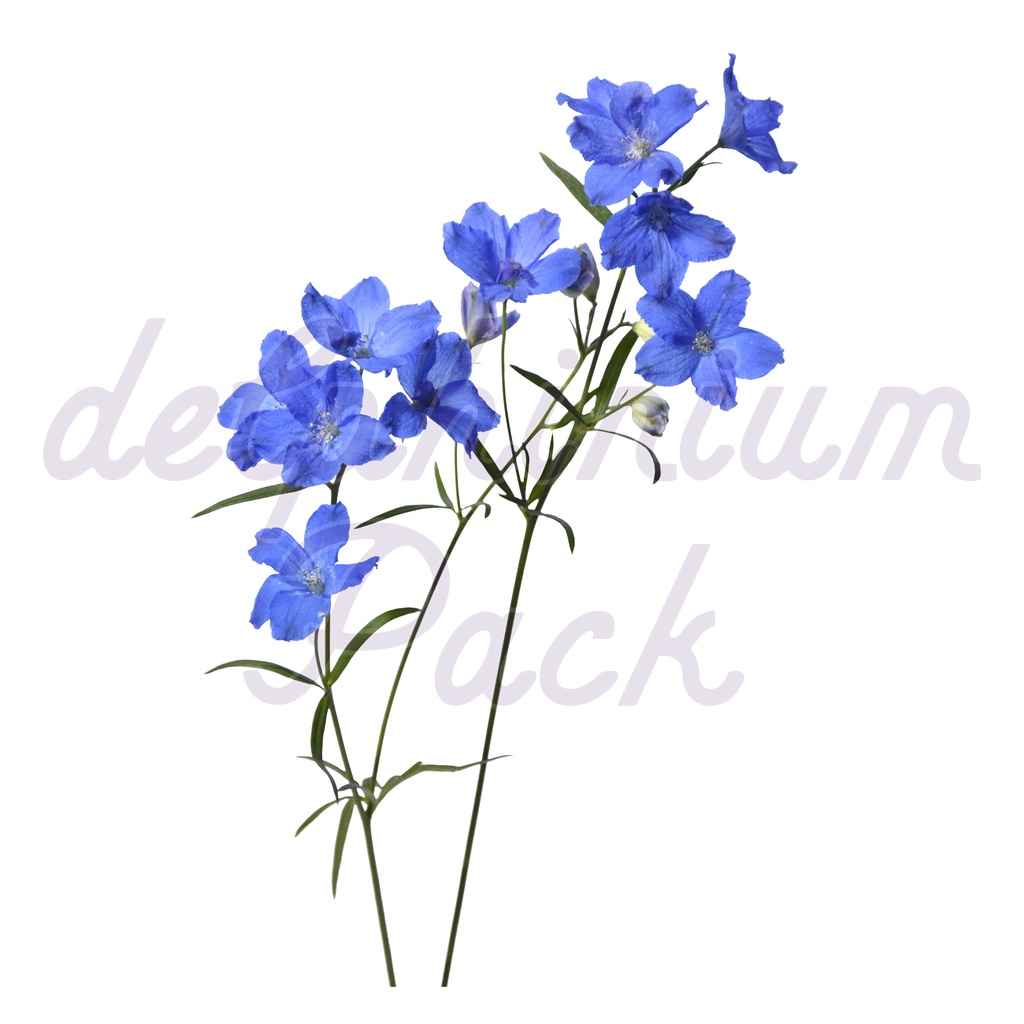 Delphinium Pack【デルフィニウム】