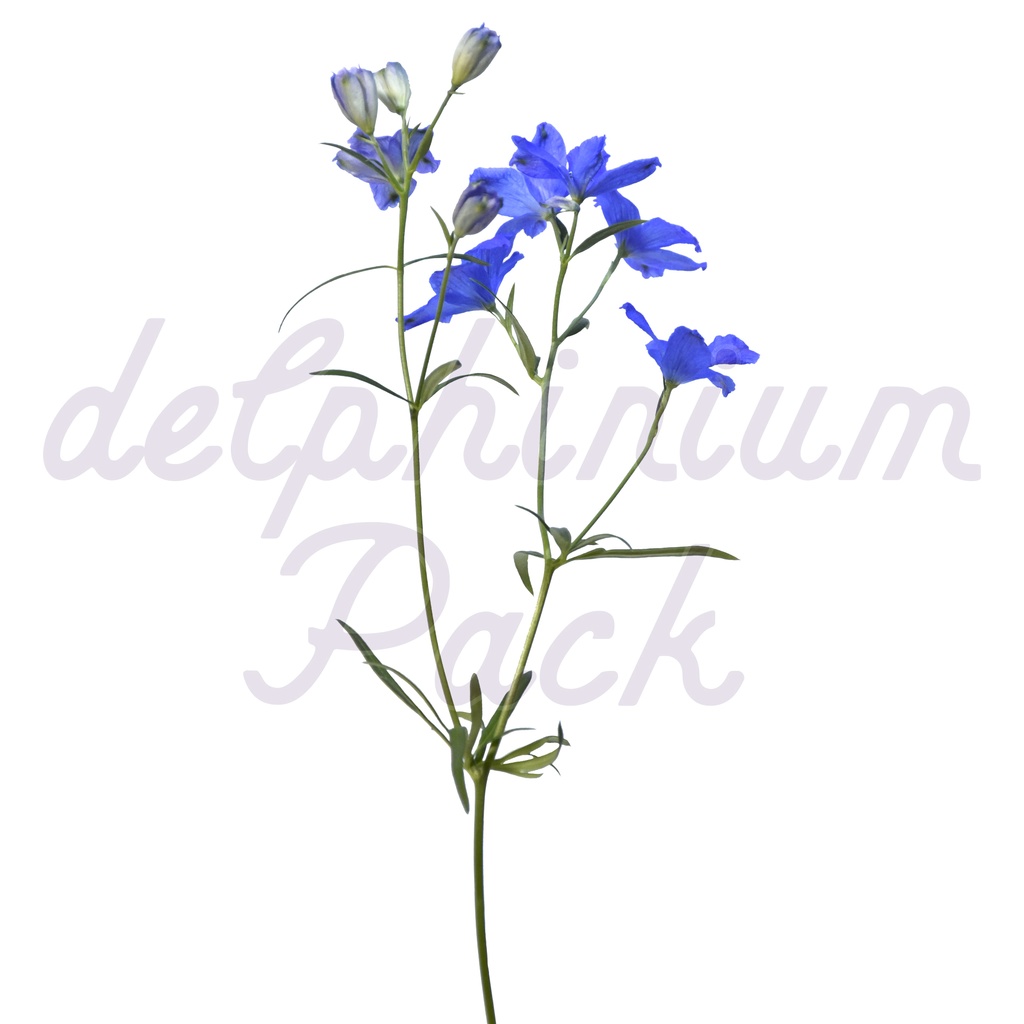 Delphinium Pack【デルフィニウム】
