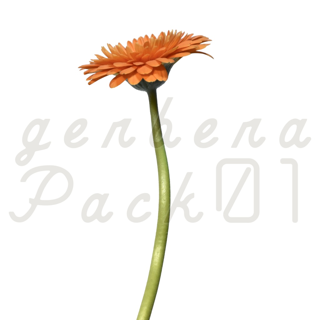 Gerbera Pack 01【オレンジ色のガーベラ】