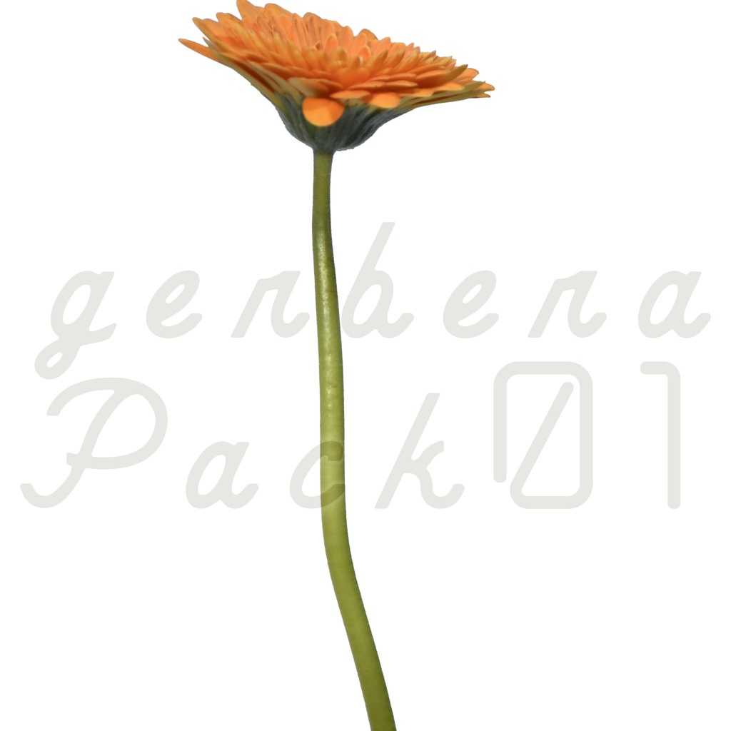 Gerbera Pack 01【オレンジ色のガーベラ】