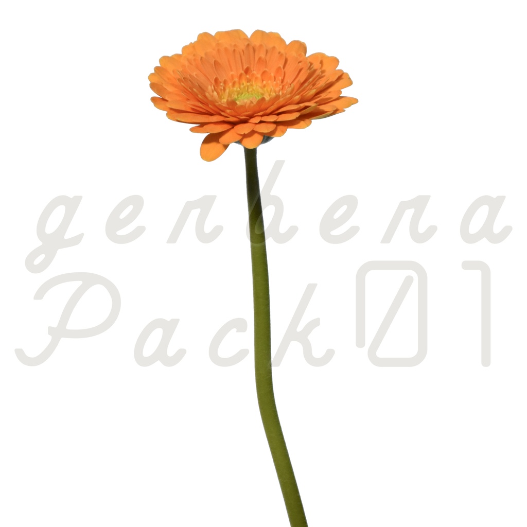 Gerbera Pack 01【オレンジ色のガーベラ】