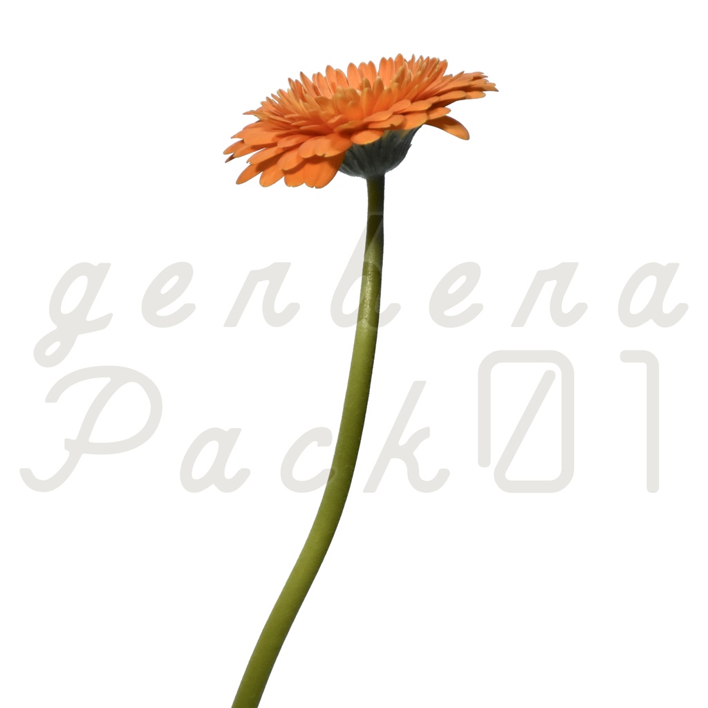 Gerbera Pack 01【オレンジ色のガーベラ】