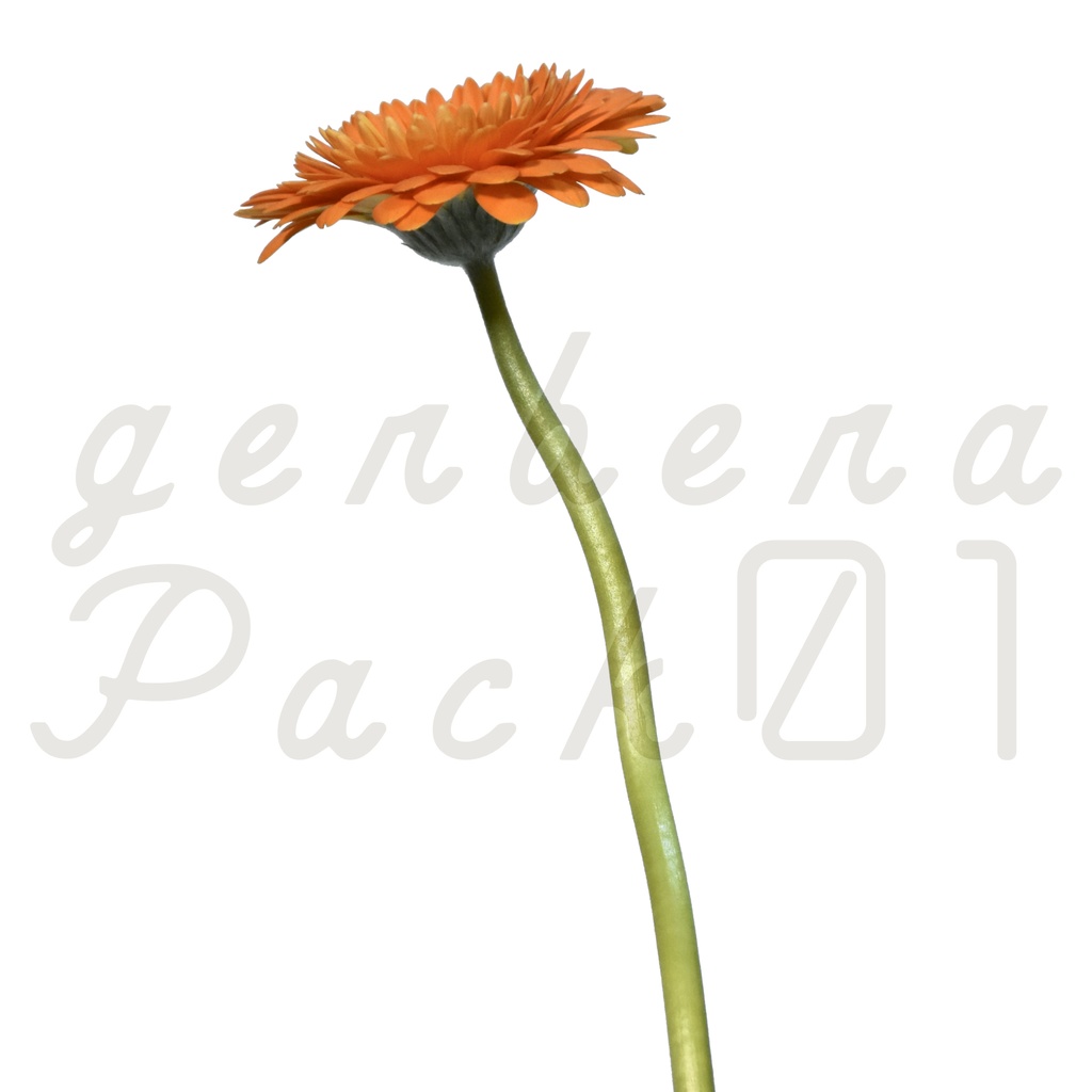 Gerbera Pack 01【オレンジ色のガーベラ】