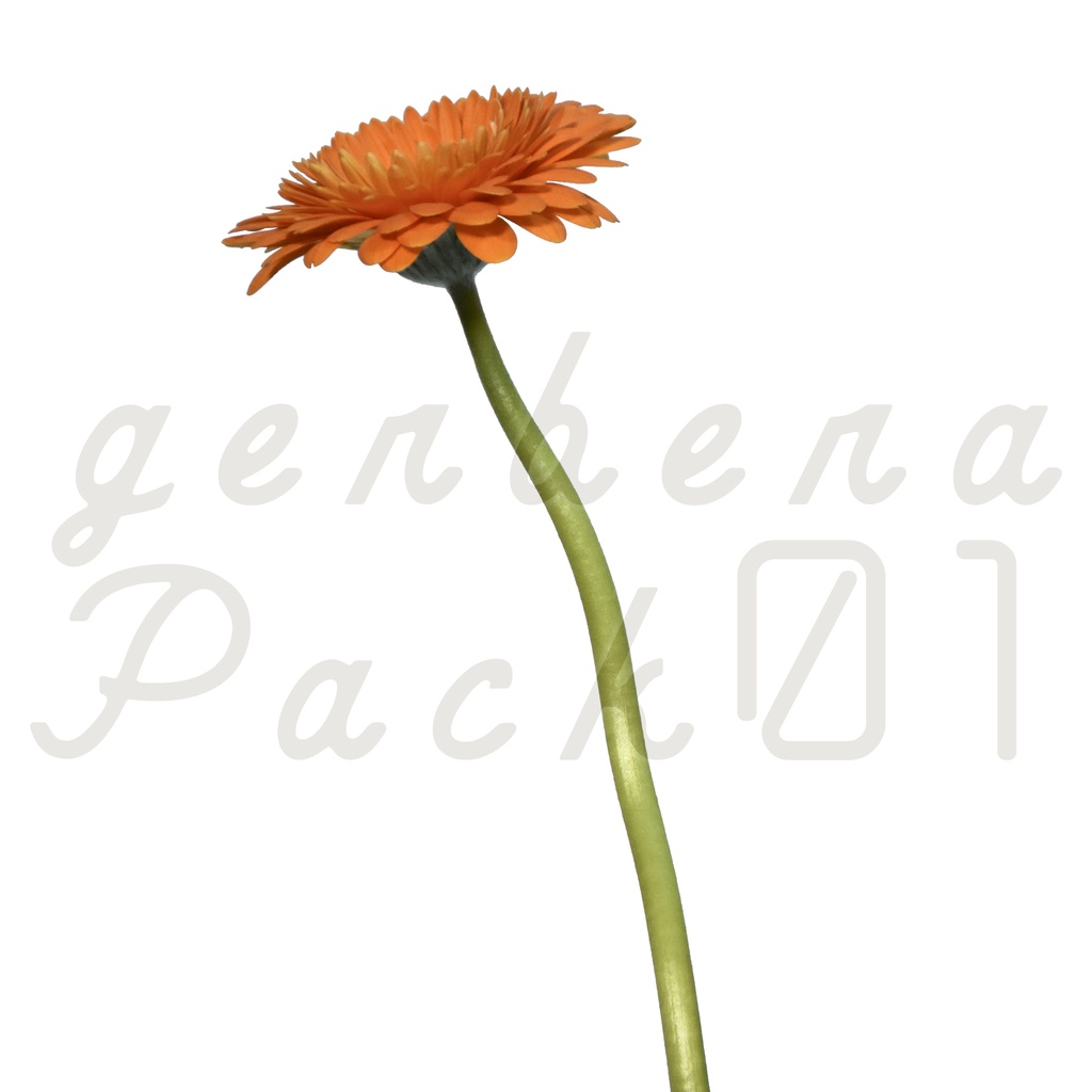 Gerbera Pack 01【オレンジ色のガーベラ】