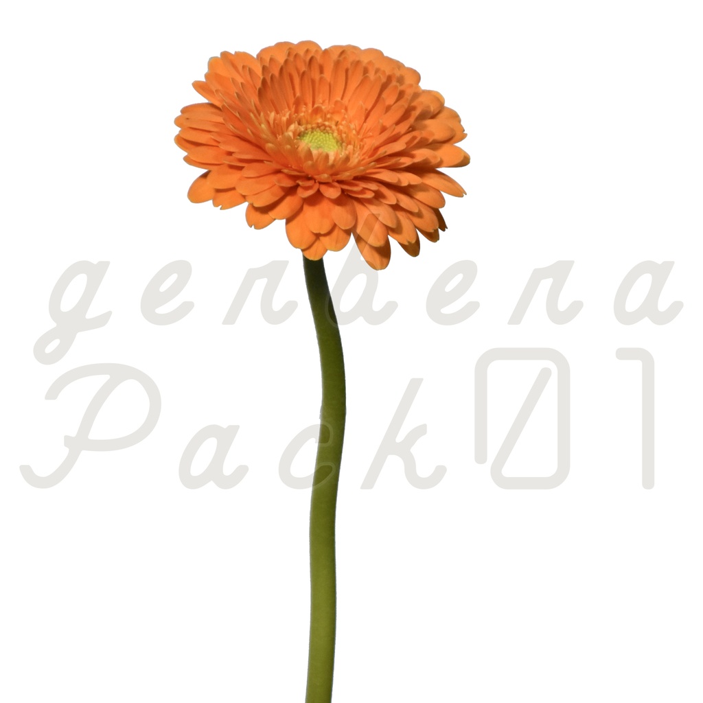 Gerbera Pack 01【オレンジ色のガーベラ】