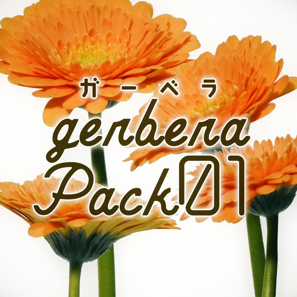 Gerbera Pack 01 オレンジ色のガーベラ Senaleon Booth