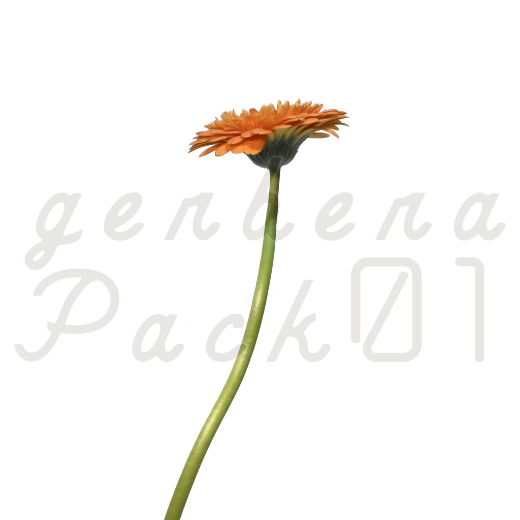 Gerbera Pack 01【オレンジ色のガーベラ】