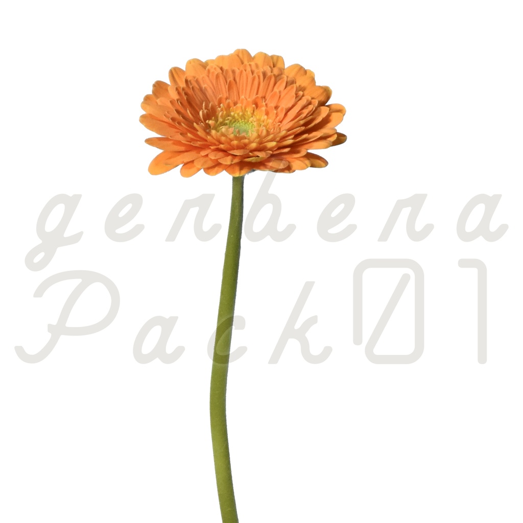 Gerbera Pack 01【オレンジ色のガーベラ】