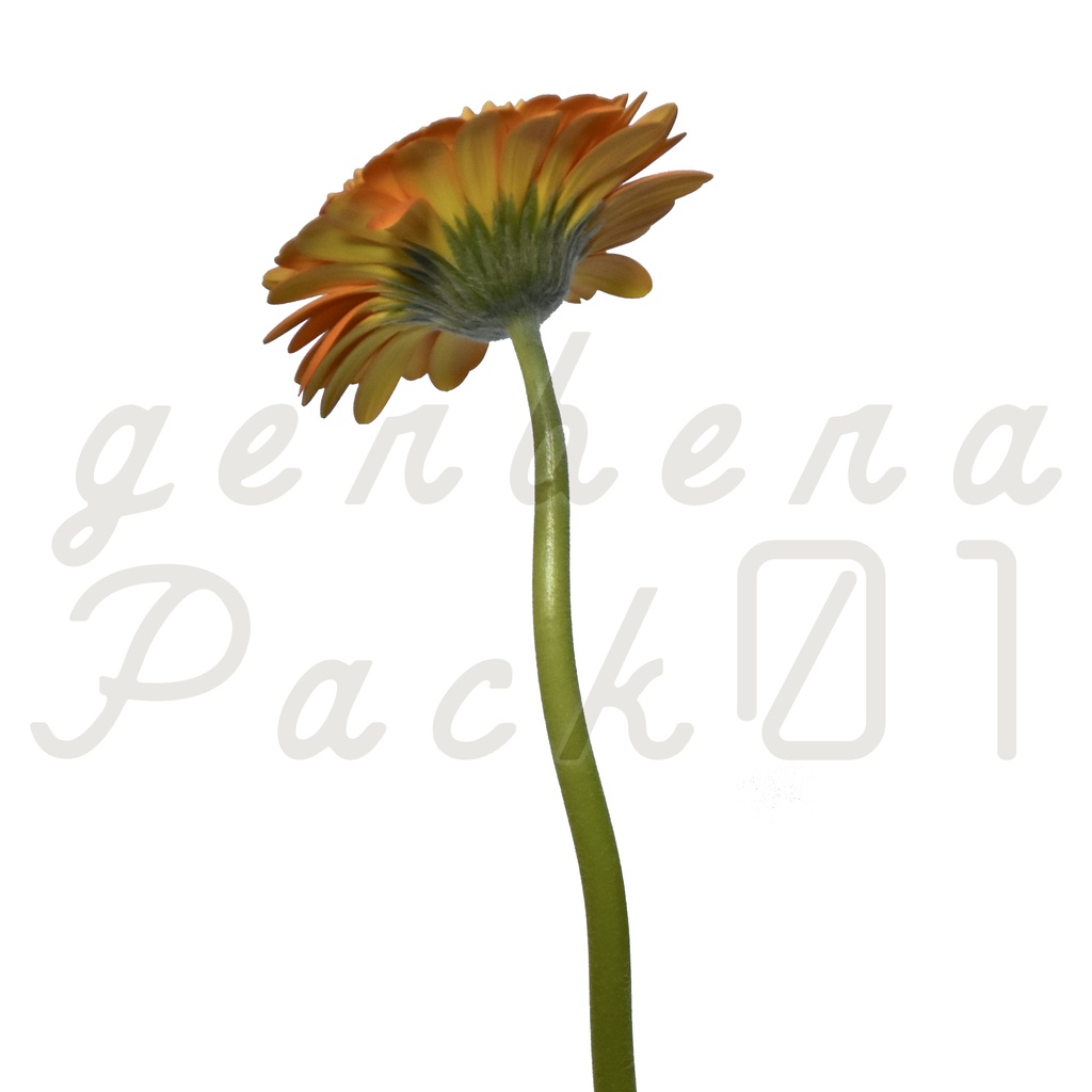 Gerbera Pack 01【オレンジ色のガーベラ】