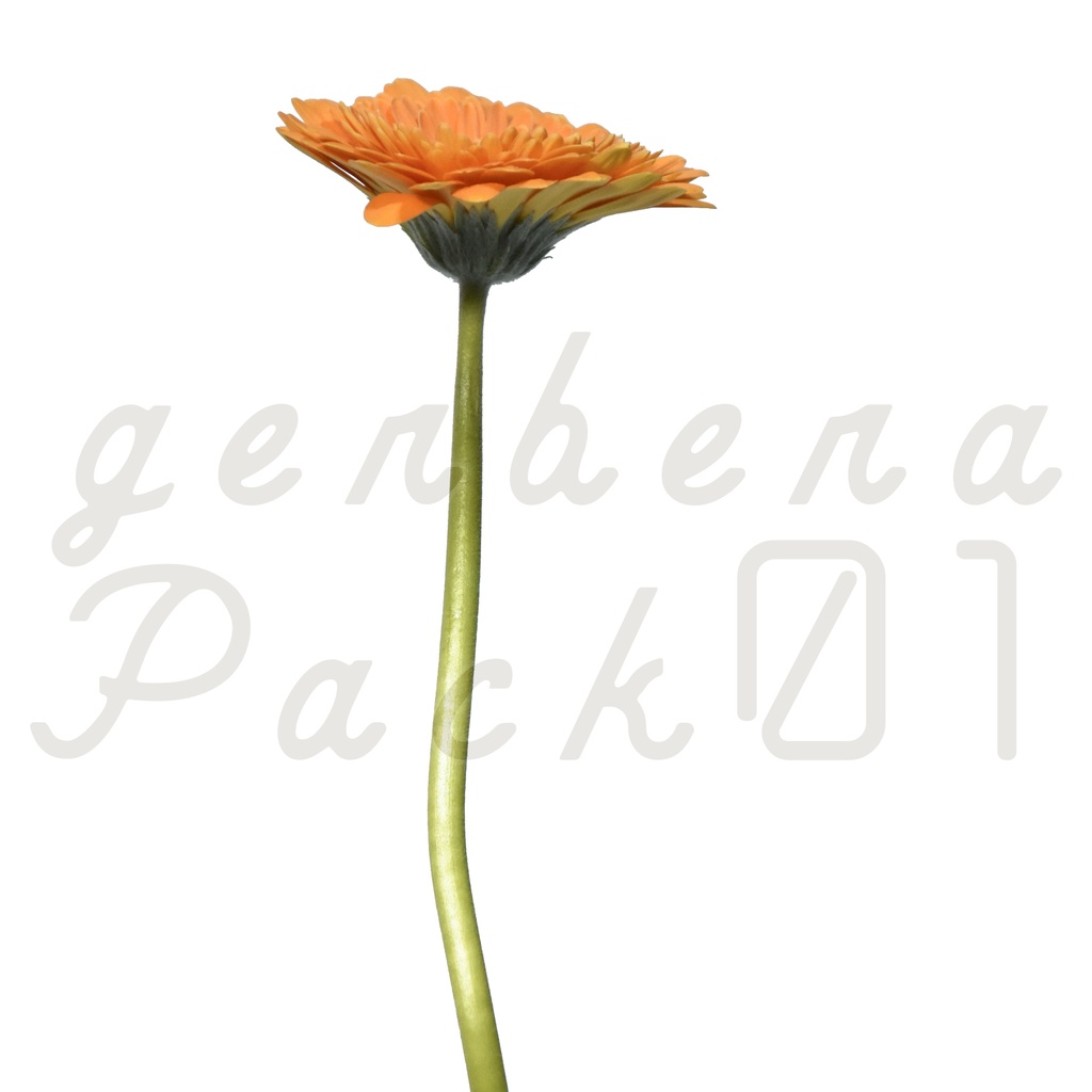 Gerbera Pack 01【オレンジ色のガーベラ】