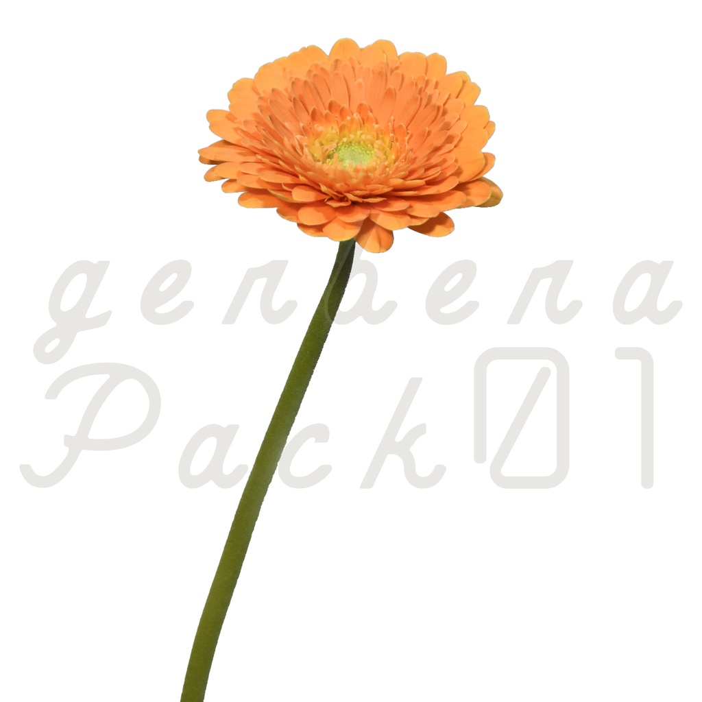 Gerbera Pack 01【オレンジ色のガーベラ】