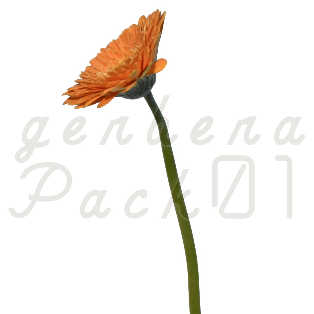 Gerbera Pack 01【オレンジ色のガーベラ】